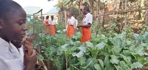 Volunteer teaching students