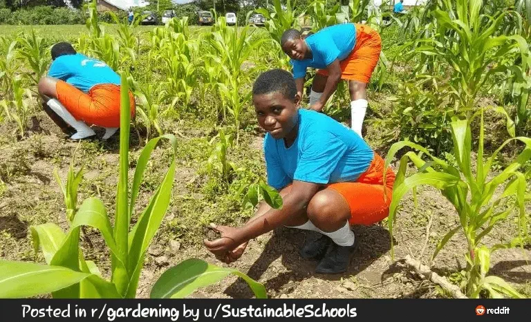 Students planting trees